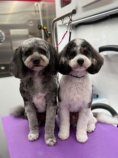 Two freshly groomed doodle mix dogs sitting inside a mobile dog grooming van in North Austin.