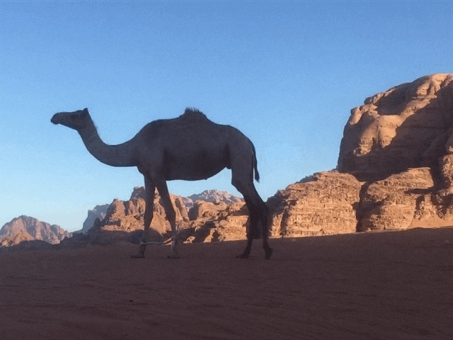IMG_2083.GIF