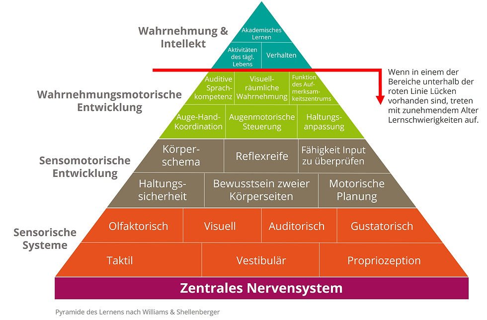 Pyramide des Lernens nach Williams & Shellenberger - Lernen beginnt mit den Sinnen