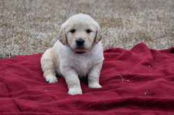 Golden Retriever Puppy
