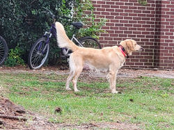 Golden retriever Ollie at attention