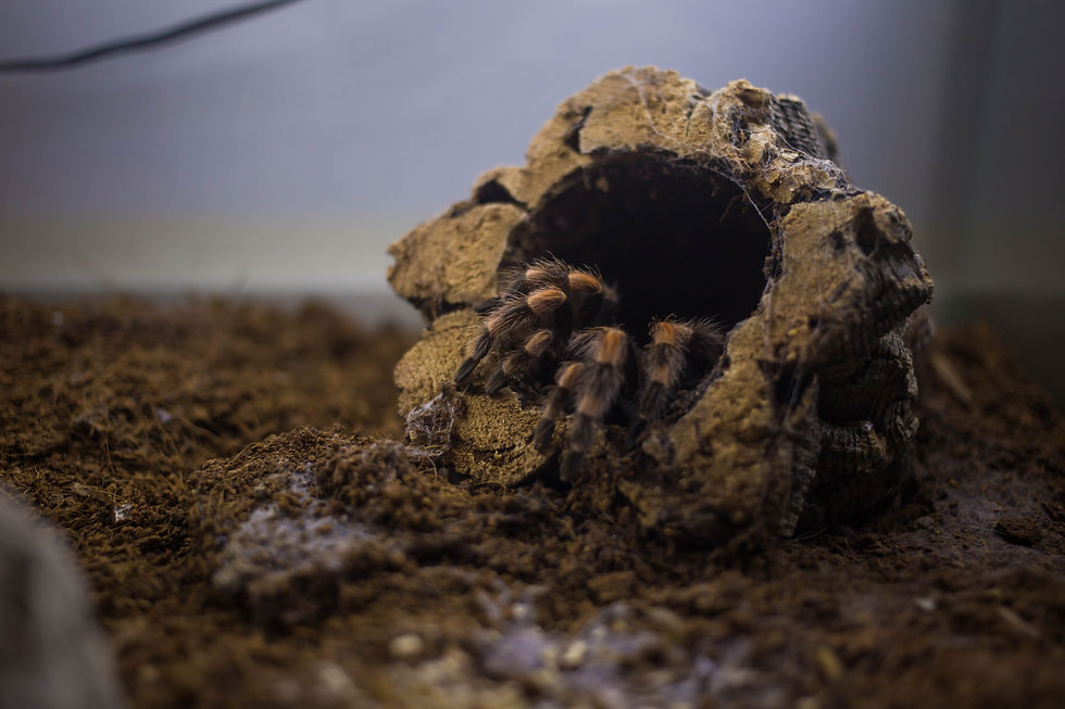 Tarantula