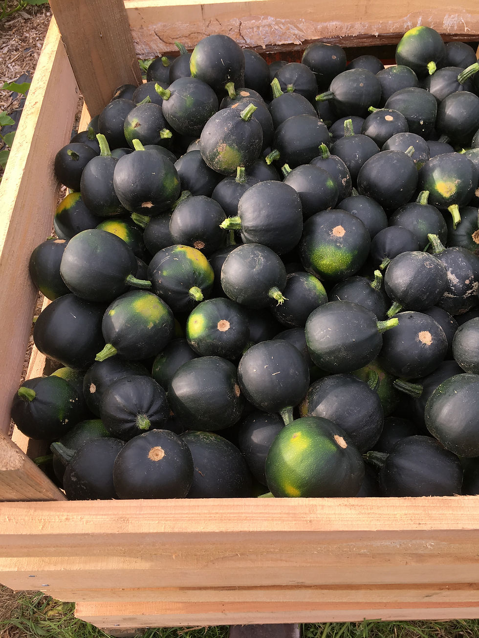 Thumbnail: Gem Squash Wholesale