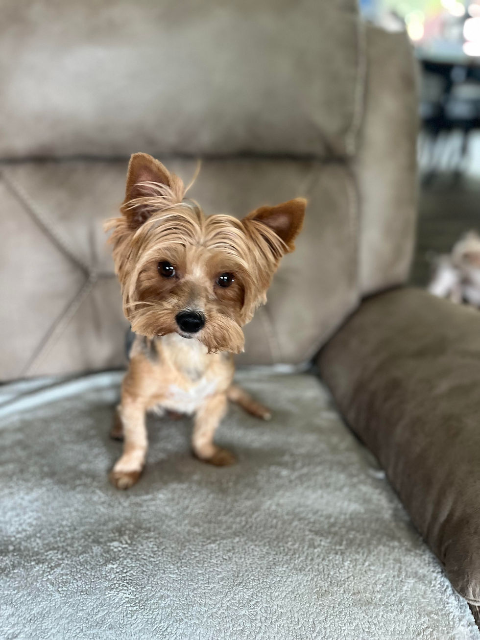 Finn Male Thomas Valley Ranch Yorkies