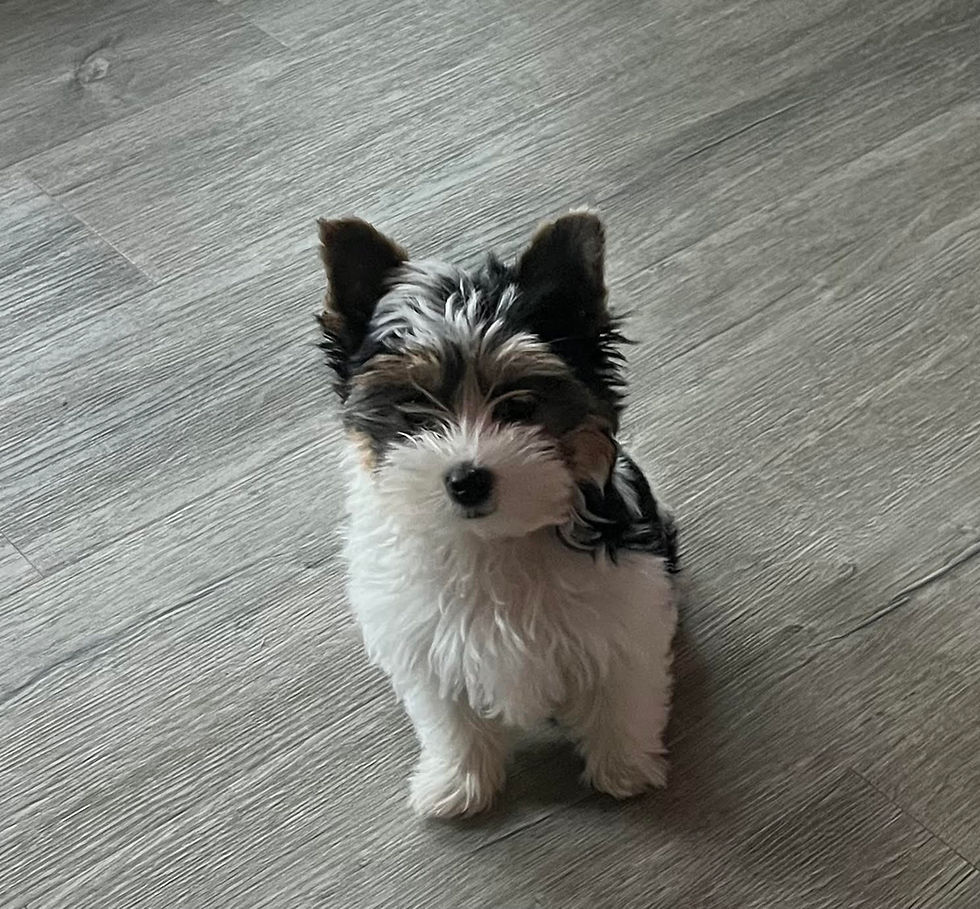 Pebbles Yorkie Puppy