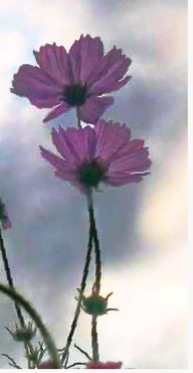 303059542_1016279084_PSX 20180509 190814 Flores