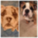 Pet Portraits