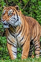 Tiger staring forward
