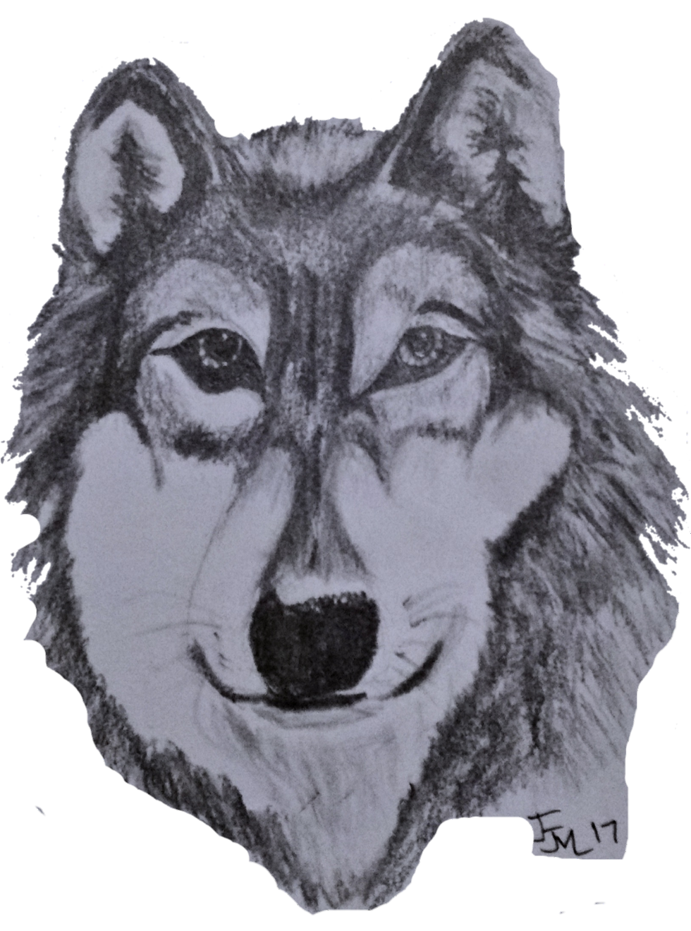 303059542_1015228779_Wolf