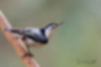 A white-breasted nuthatch (Sitta carolinensis) on a small limb