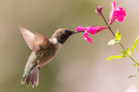 The Beginners Guide to Backyard Birding: Learn the secret to having more birds in your backyard. 