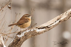 Winter Wren