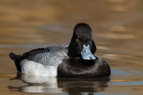 6 incredible facts about Ducks