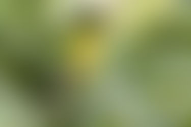 Our Backyard Birds: Are Bird Songs and Bird Calls the Same Thing? Find Out Now!