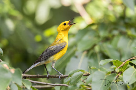 Our Backyard Birds: Are Bird Songs and Bird Calls the Same Thing? Find Out Now!