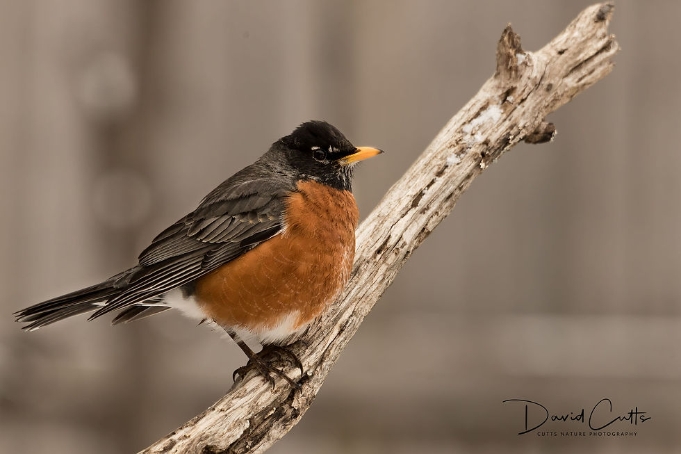 An American Robin (Turdus migratorius) on a limb
