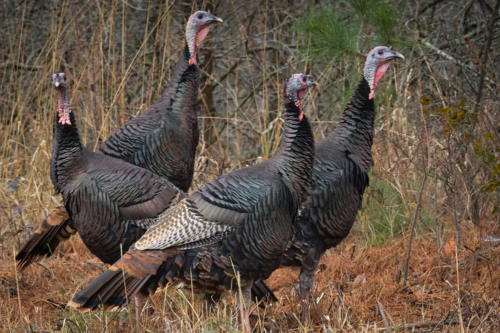 10 Amazing facts about the Wild Turkey