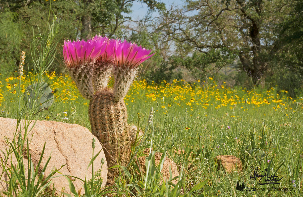 A Texas Lace cactus grows in the Texas Hill Country