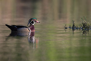 Wood Duck Reflections