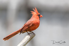 Our Backyard Birds: The Northern Cardinal