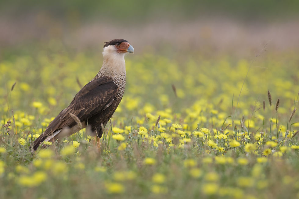 A Crested Caracara (Caracara cheriway) stands in a field of Dandelions.