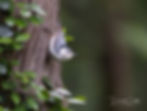 A white-breasted nuthatch (Sitta carolinensis) perched on a tree
