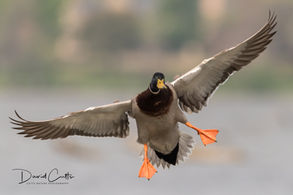 The Daily Quack