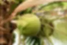 Mature Coconut on Palm Tree getting ripe