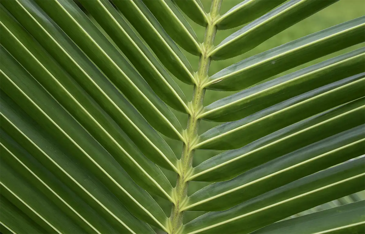 Coconut Palm Tree Leaf