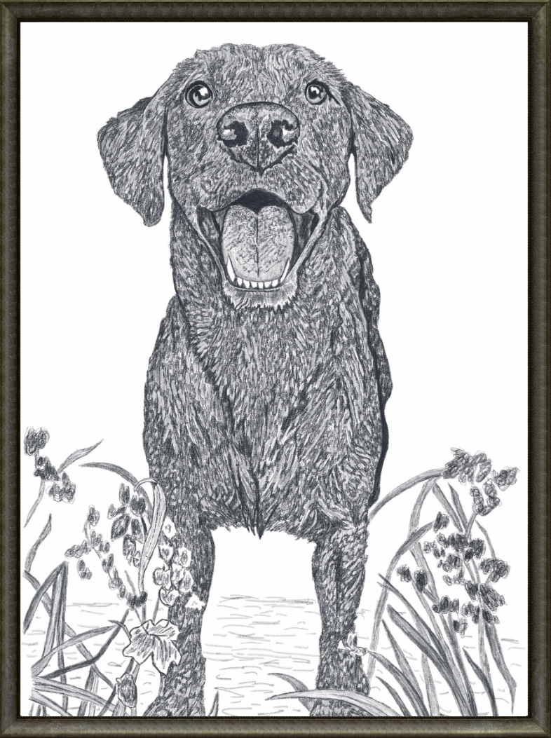 Dog Portrait - Shaun T