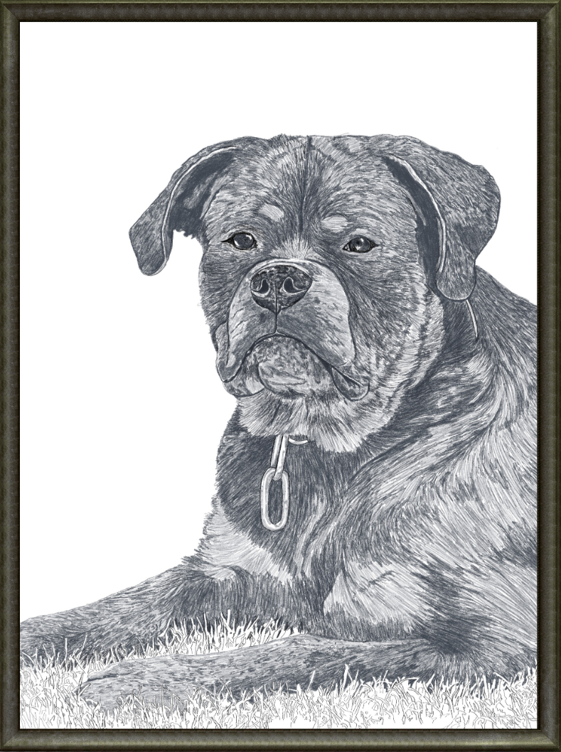 Dog Portrait - Char