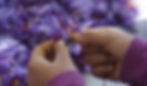 Saffron strands being separated from the flower