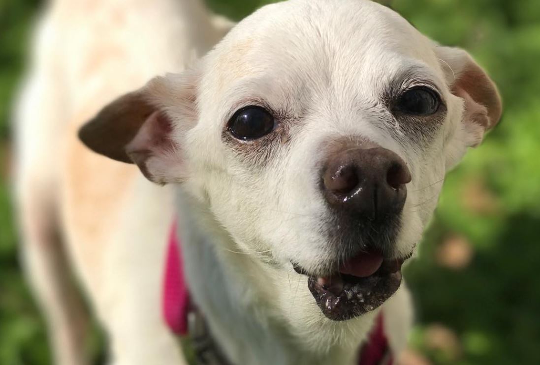 A small cream-colored rescue dog enjoying the outdoors