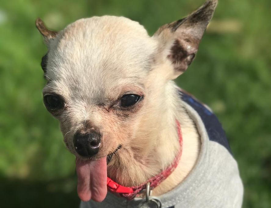 Deeby, the senior Chihuahua whose life inspired the rescue
