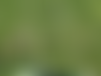 Philadelphia Eagles e Green Bay Packers fazem jogo histórico em São Paulo