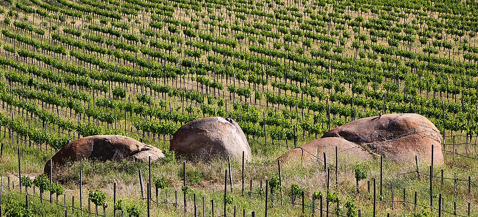 Vineyard rows and large boulders in Valle de Guadalupe