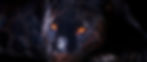 cool-black-panther-animal-f05if2urf5edz01g.jpg