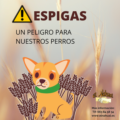 Las espigas y nuestros animales