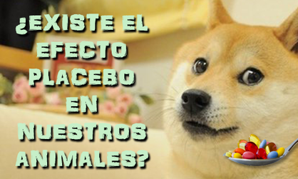 ¿Existe el efecto placebo en los animales?