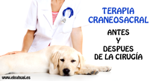 Terapia Craneosacral para Animales antes y después de una cirugía