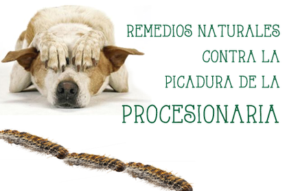 REMEDIOS NATURALES CONTRA LA PICADURA DE LA PROCESIONARIA