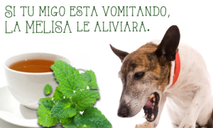 MELISA. PARA ALIVIAR LOS VÓMITOS DE TU ANIMAL