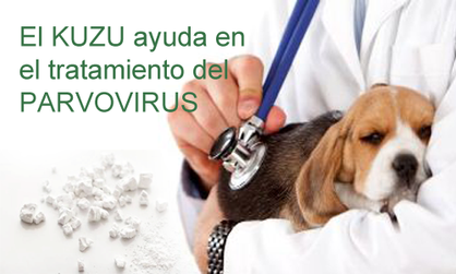 El Kuzu en el tratamiento de la parvovirosis.