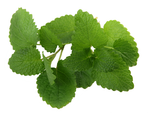 Mint