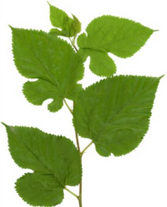 Morus alba leaf
