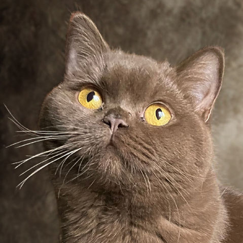 Chocolate BSH, sjokolade britisk korthår, brun brite, brun katt