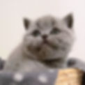 SapphireP2_6u.jpg