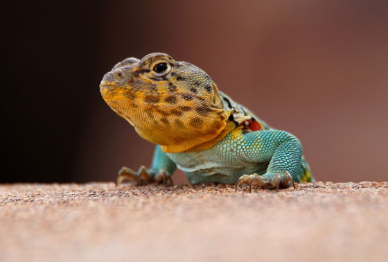 Creature Feature: Collared Lizard