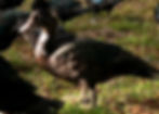 Muscovy