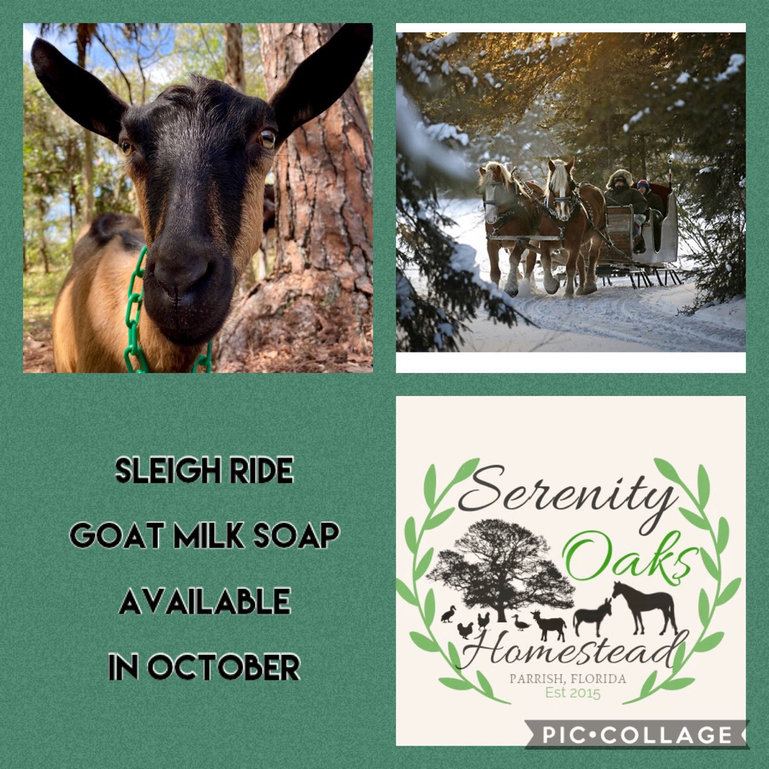 Sleigh Ride Goat Milk Lotion